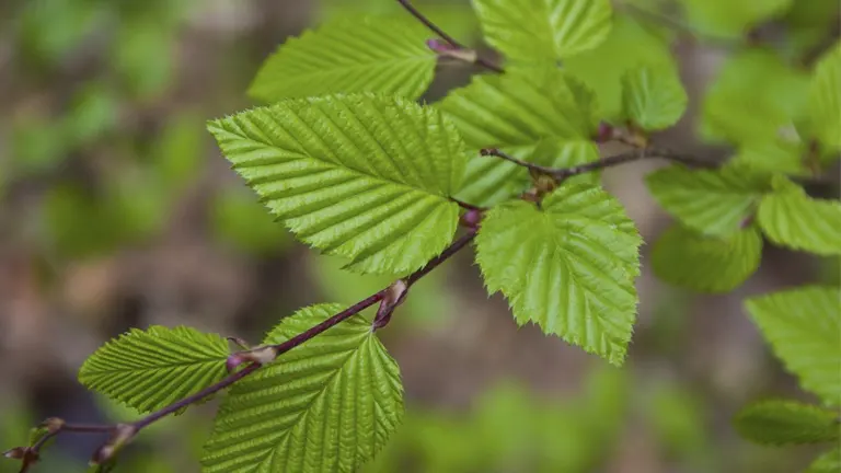 Close-up of American Hornbeam leaves with serrated edges and smooth texture on a branch.