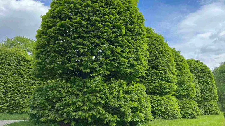 Row of mature American Hornbeam Trees with dense, green foliage in a landscaped area.