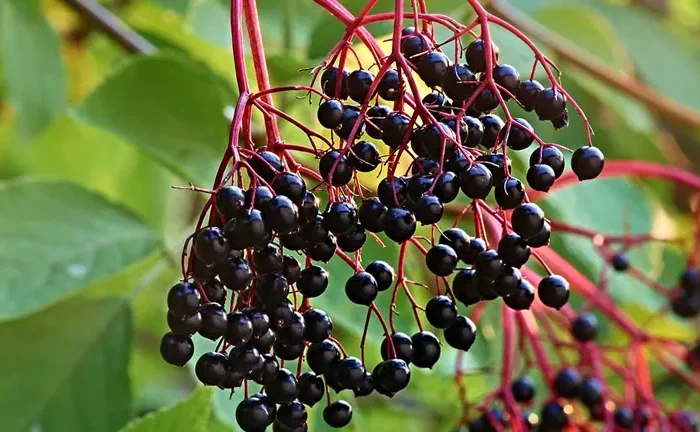 Elderberry Tree