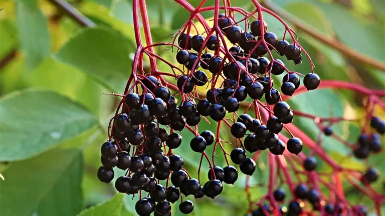 Elderberry Tree