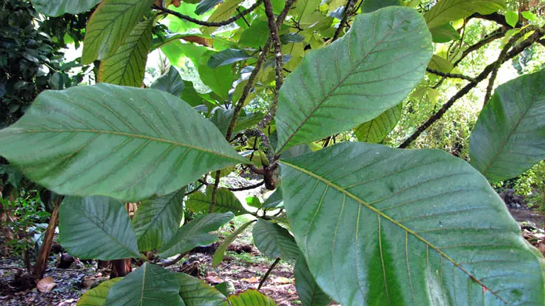 Close-up of large, green Marang tree leaves.