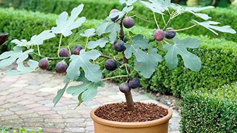 Potted Fig Tree with ripe purple fruit and lobed green leaves in a garden setting.