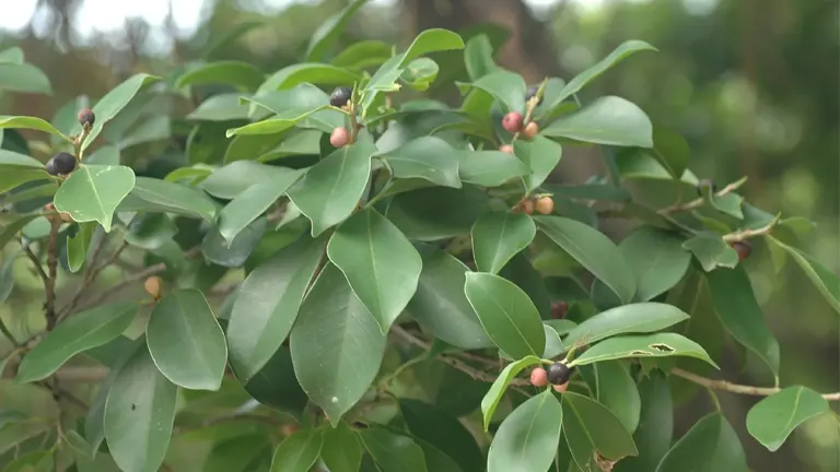 Indian Laurel Tree branches with green leaves and small, ripe berries.