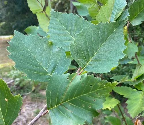 Close-up of River Birch (Betula nigra) leaves, showcasing serrated edges and vibrant green color.