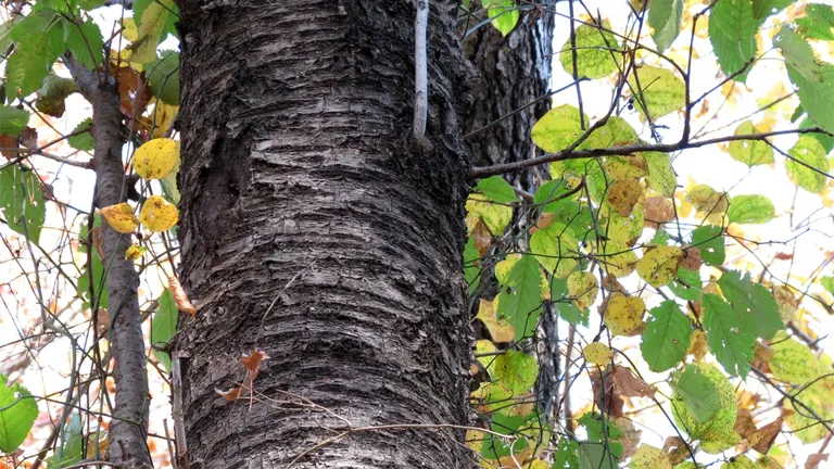 Close-up of Black Birch Tree bark with green and yellow autumn leaves