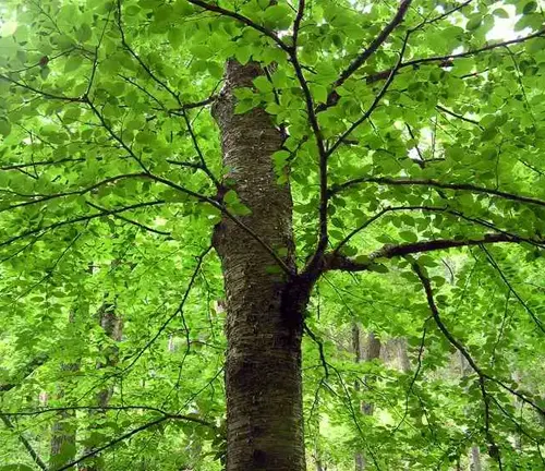 Black Birch Tree