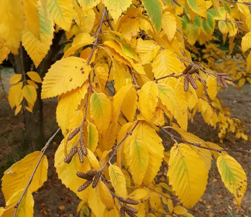 Yellow Birch (Betula alleghaniensis) branch with bright yellow autumn leaves and visible catkins.