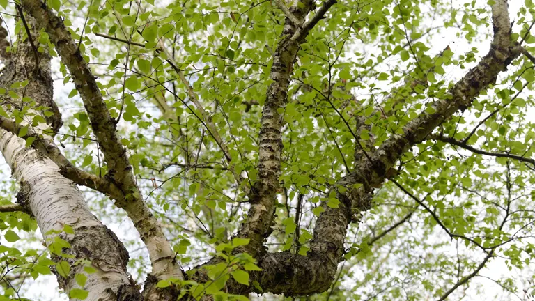 Black Birch Tree branches with textured bark and fresh green leaves against a light sky