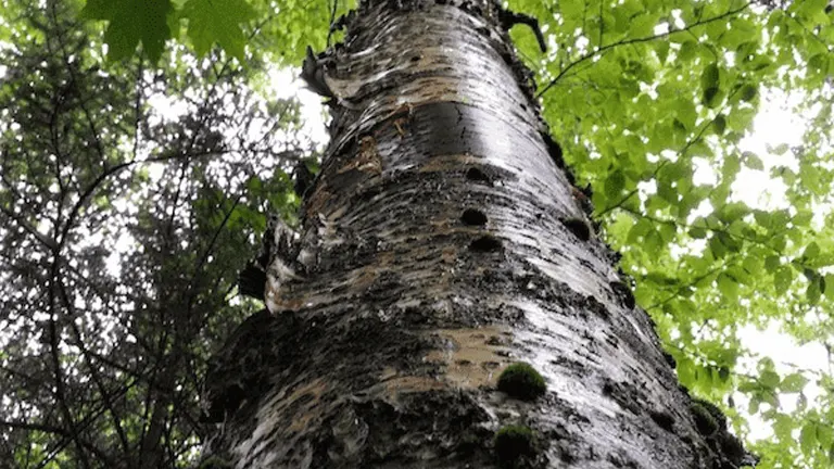 Close-up view of Black Birch Tree trunk with dark, textured bark and green foliage above.