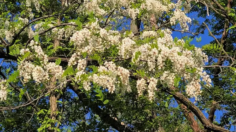 Black Locust Tree with white flowers in full bloom against a blue sky.