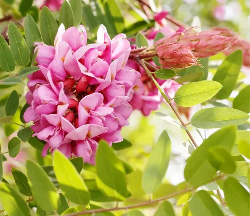 Robinia viscosa (Clammy Locust) with vibrant pink flowers and green leaves.