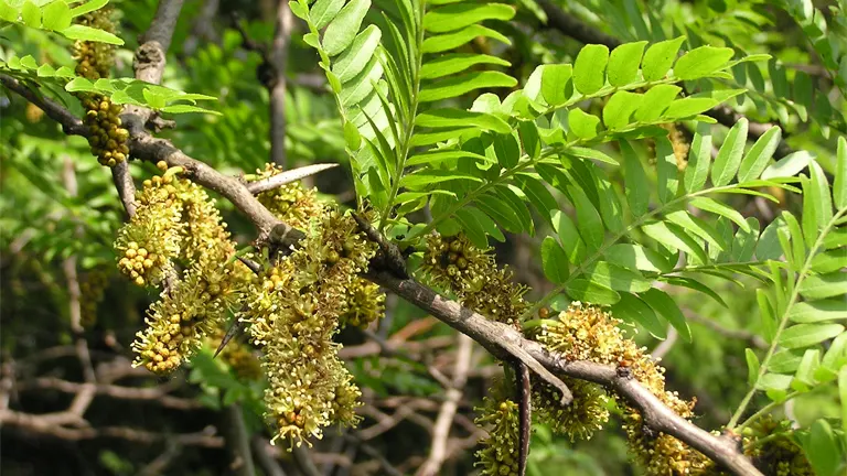 Black Locust Tree