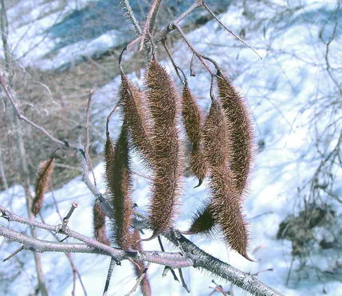 Robinia hispida (Bristly Locust) with bristly seed pods on bare branches.