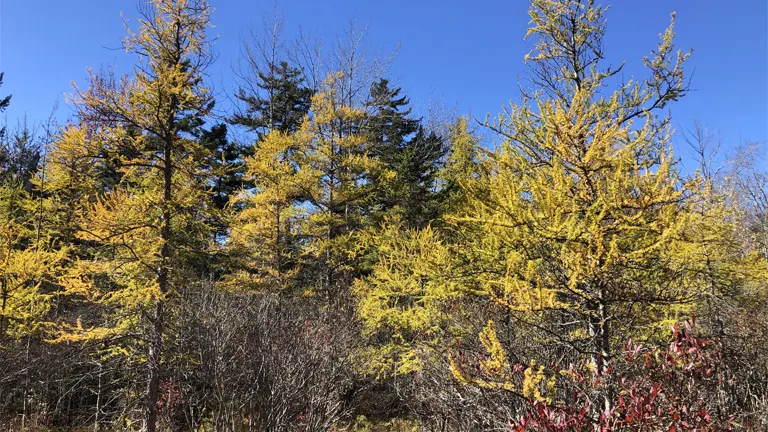 Tamarack trees with golden-yellow needles in autumn, set against a clear blue sky.