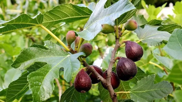 Branch of a Fig Tree with ripe purple figs and large lobed green leaves.