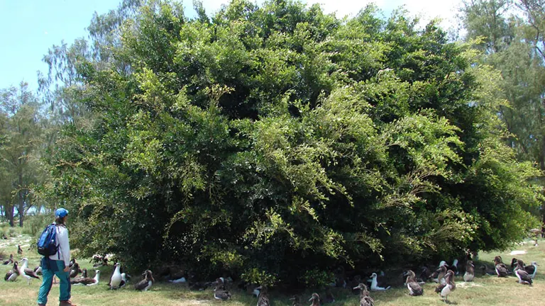 Large Indian Laurel Tree with dense foliage, surrounded by birds and a person nearby for scale.