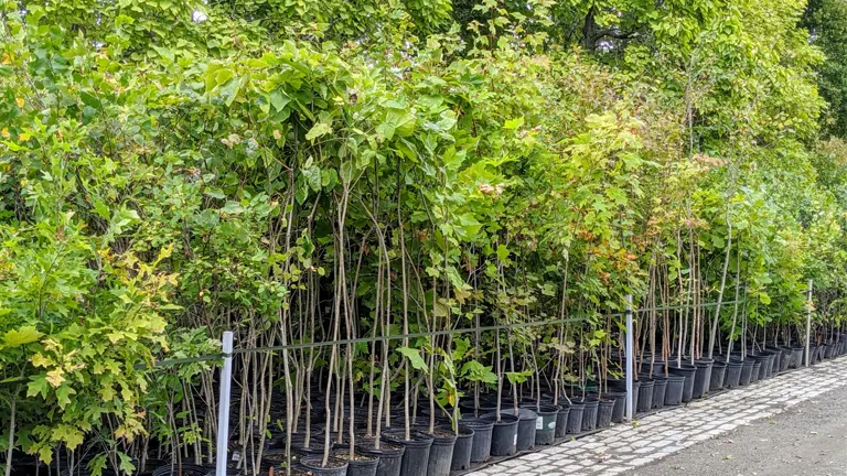 Young Black Locust Trees in pots lined up for planting.