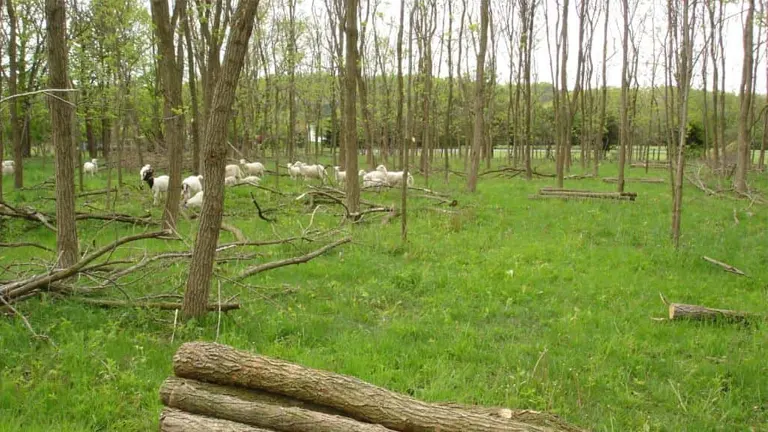 Grazing sheep in a Black Locust Tree forest with scattered logs on the ground.