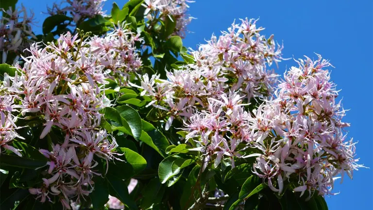 Cape Chestnut Tree