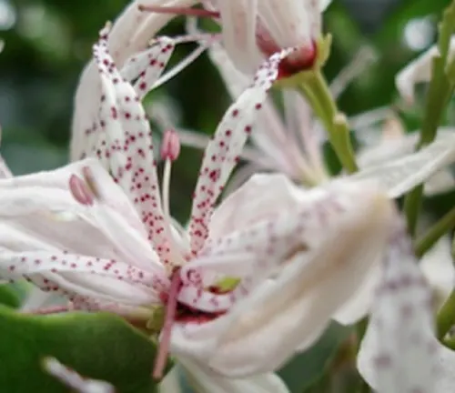 Close-up of East African Cape Chestnut flowers, featuring pale petals with pink speckles and delicate stamens.