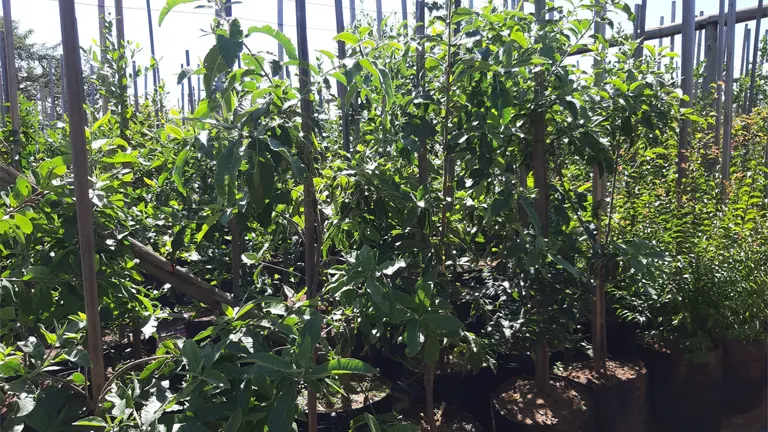 Young Cape Chestnut Trees growing in containers, supported by wooden stakes, in a nursery setting.