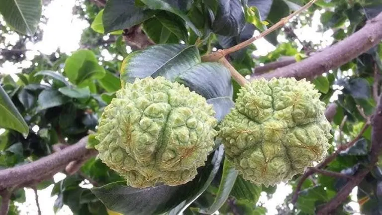 Close-up of two green, textured fruits of the Cape Chestnut Tree hanging from a branch with glossy leaves.