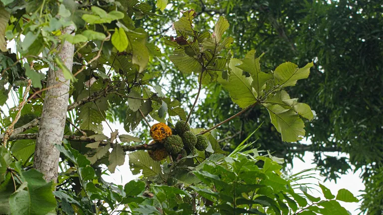 Giant Yellow Mulberry Tree with large green leaves and clusters of ripening yellow and green fruits on a branch.