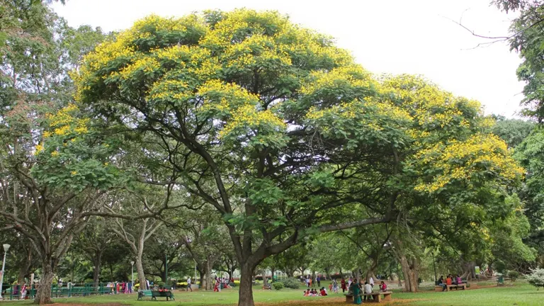 Siar Tree with vibrant yellow flowers in a park setting.