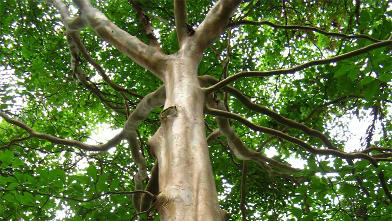 Capirona Tree with smooth, peeling bark and green foliage.