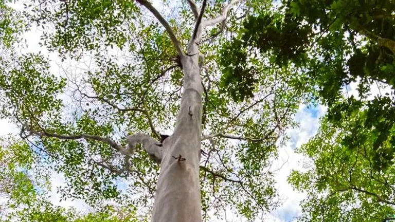 Capirona Tree