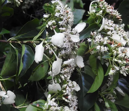 Calycophyllum candidissimum with white flowers and glossy green leaves.