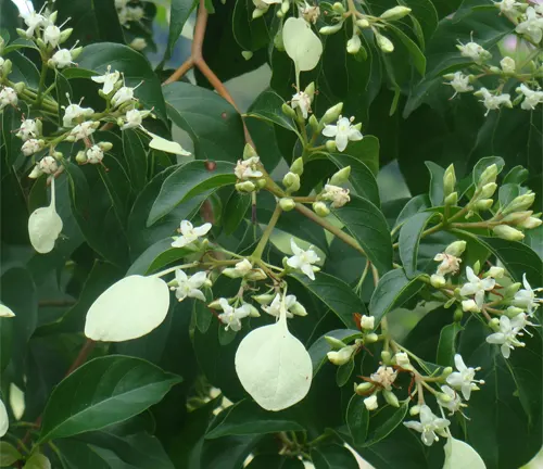 Calycophyllum multiflorum with small white flowers and green foliage.