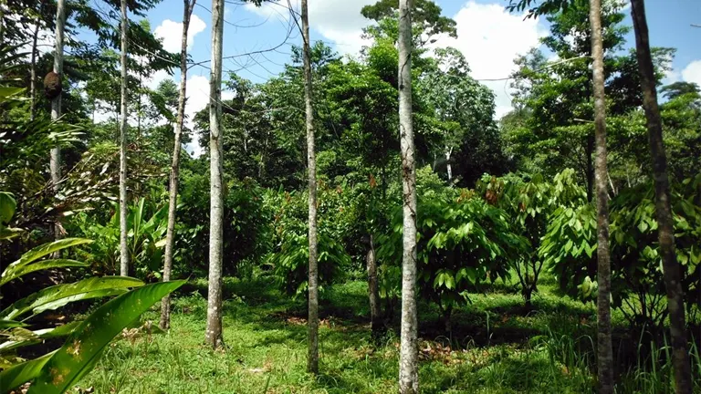 Capirona trees in a lush tropical forest with green undergrowth.