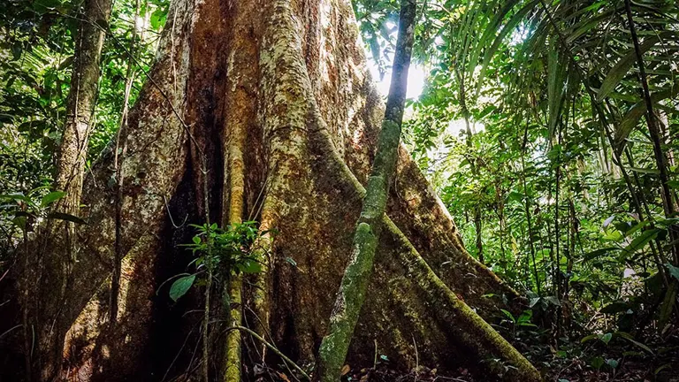 Capirona tree base with large roots in a dense tropical forest.