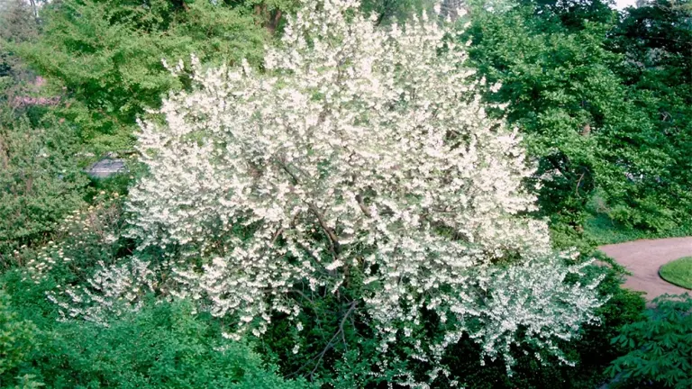 Blooming Carolina Silverbell Tree with white bell-shaped flowers surrounded by lush greenery.