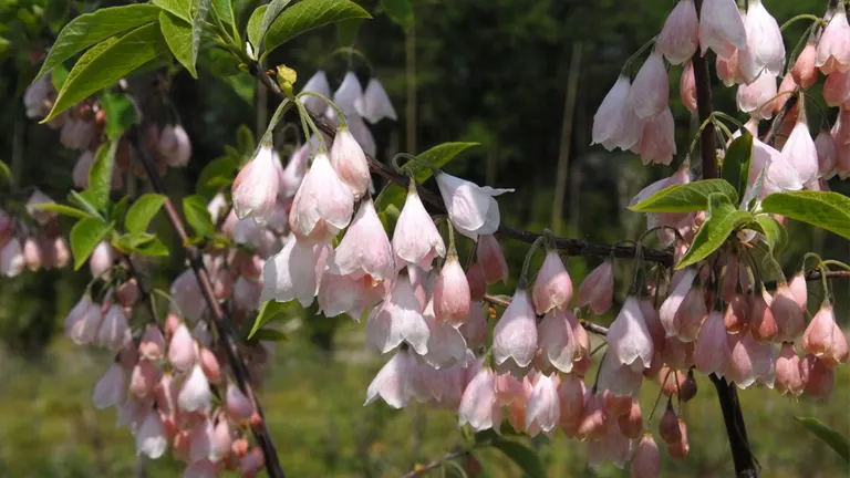 Carolina Silverbell Tree