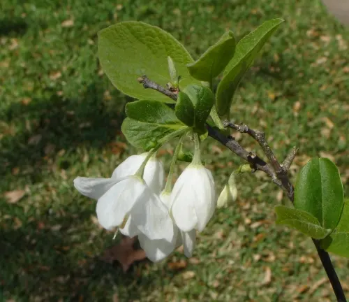 Close-up of Halesia diptera branch with white bell-shaped flowers and green leaves.