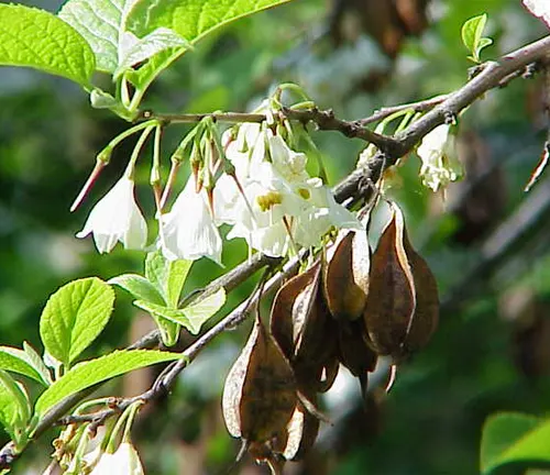 Branch of Halesia monticola with white bell-shaped flowers and brown seed pods