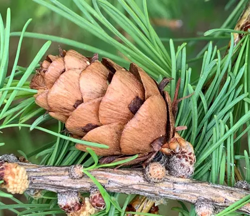 Close-up of a Siberian Larch cone with green needles.