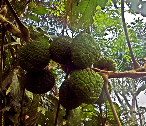 Close-up of Myrianthus arboreus showing clusters of large green, textured fruits hanging from branches amidst lush foliage.