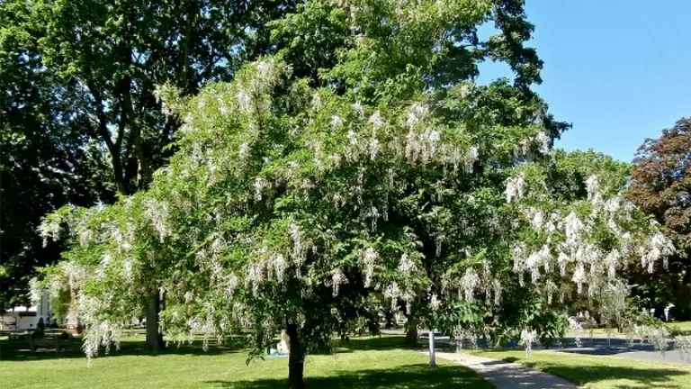 Full Carolina Silverbell Tree in bloom with cascading white flowers in a park setting.