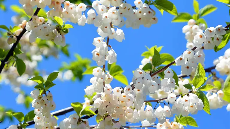 Carolina Silverbell Tree branches with clusters of white bell-shaped flowers against a bright blue sky.