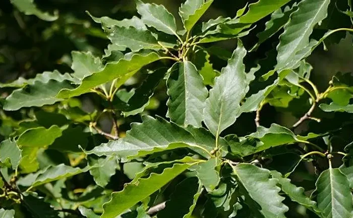 Chestnut Oak Tree