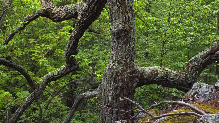 Gnarled trunk and branches of a mature Chestnut Oak Tree surrounded by dense green forest foliage.