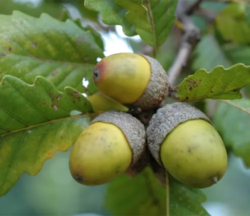 Cluster of acorns on a Quercus montana branch with green, scalloped leaves.