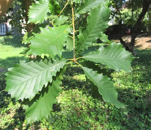 Green, glossy, scalloped leaves of Quercus michauxii (Swamp Chestnut Oak) hanging from a branch.