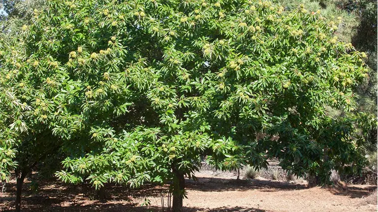 A mature Chestnut Oak Tree with dense green foliage spreading widely in a sunlit area.