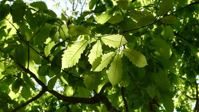 Bright green, scalloped leaves of a Chestnut Oak Tree backlit by sunlight.