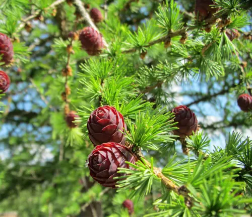 European Larch branches with red cones and green needles.