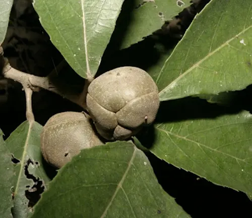 Close-up of Myrianthus serratus showing round, brownish fruits surrounded by large, green serrated leaves.